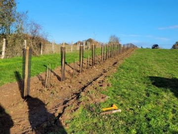 Agroforesterie - Plantation de haies bocagères constituées de 650 arbres en deux jours. D'une longueur globale de 700 mètres, ces haies implantées sur la...